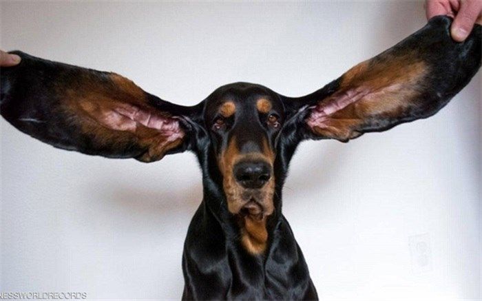 سگی که در گینس ثبت شد