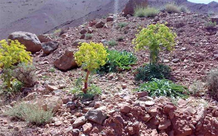 ممنوعیت برداشت گیاهان دارویی در جنگل‌ها و مراتع خراسان‌جنوبی