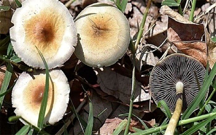 دانستنی‌های جالب در مورد قارچ‌ها