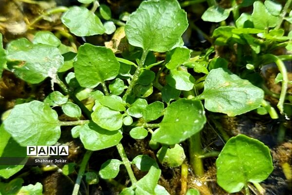 طبیعت زیبای تنگ فراشبندی دشمن زیارى