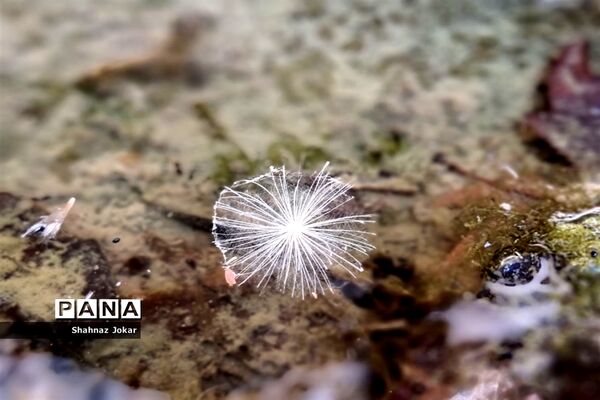 طبیعت زیبای تنگ فراشبندی دشمن زیارى