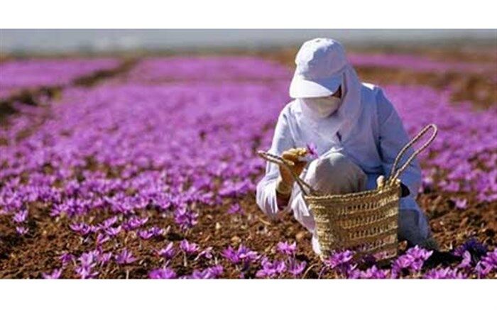 ۱۸ تن زعفران برای تنظیم بازار خریداری شد