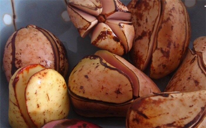 کولا و فواید دانه‌های آن