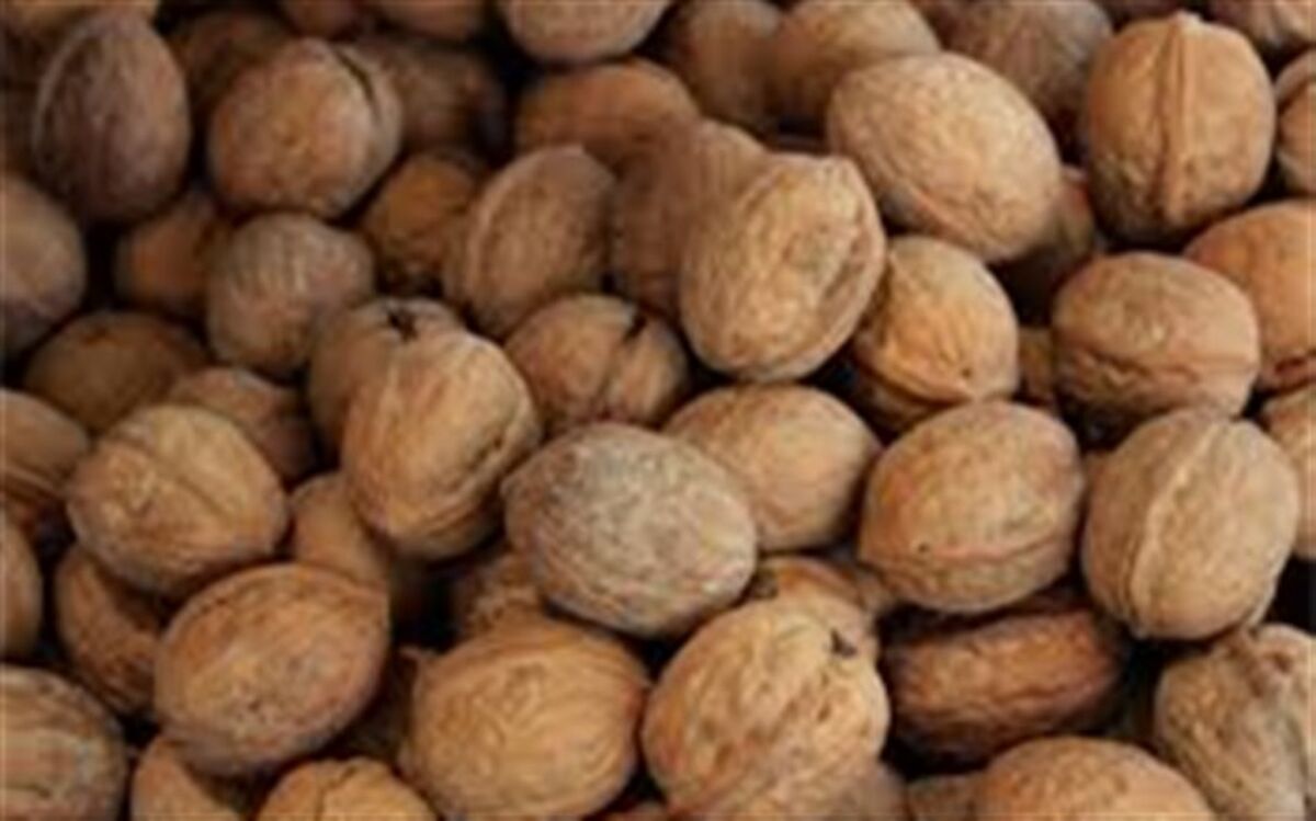 کشف بیش از ۲ هزار کیلو گردوی قاچاق