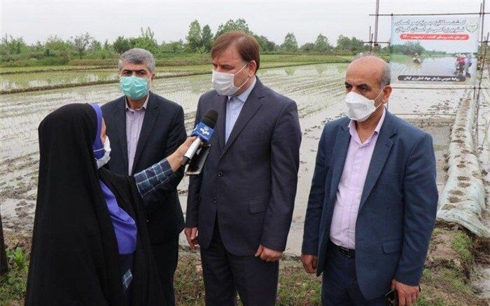 استاندار: کشاورزان برای انجام نشاءبرنج، مطابق با تقویم زراعی  عمل کنند