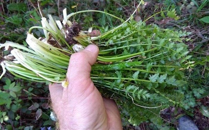فاسیولا در کمین سبزی جات محلی گیلان است