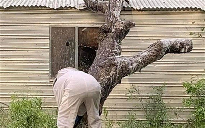 مرگ مرد سالخورده در اثر حمله مرگبار زنبورهای عسل