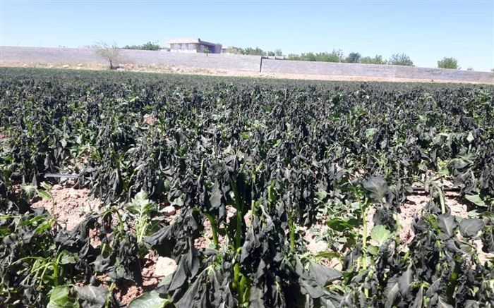 خسارت  سرمازدگی 488 میلیارد تومانی به محصولات کشاورزی در شیراز