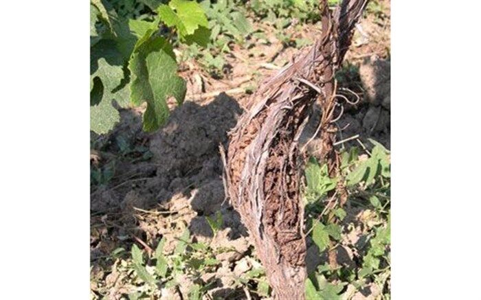 بیماری سرطان طوقه مو، آفت باغات انگور زنجان