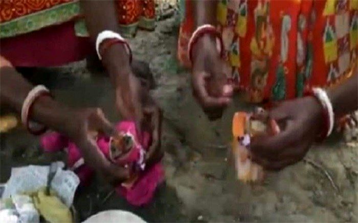 مراسم ازدواج قورباغه‌ها!