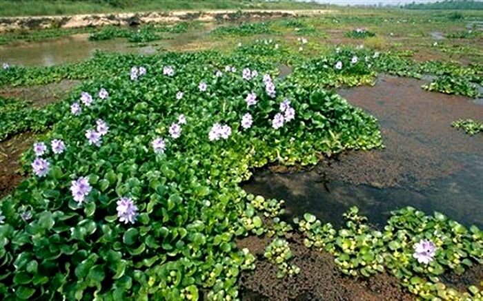سنبل آبی خشکسالی شالیزارها را تشدید می کند