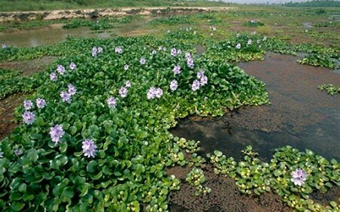 سنبل آبی خشکسالی شالیزارها را تشدید می کند