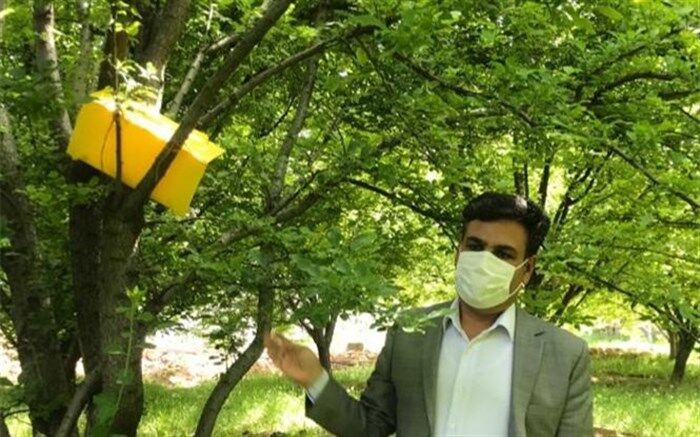 نصب تله‌های فرمونی در باغ‌های مراغه