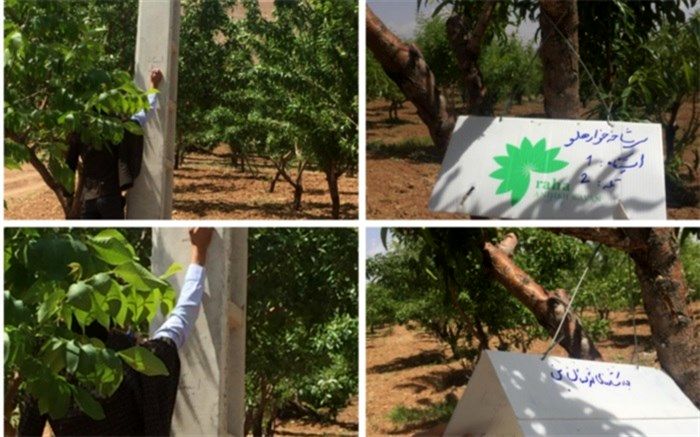 نصب، سرکشی و بازدید از تله‌های فرمونی در باغات شهرستان بن