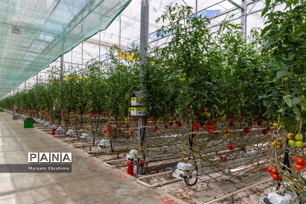 بازدید از مجتمع‌های گلخانه‌ای ارس تارلا امیر و امین تارلا شهرستان جلفا