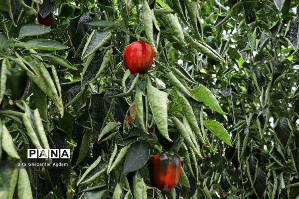 بازدید از مجتمع‌های گلخانه‌ای ارس تارلا امیر و امین تارلا شهرستان جلفا