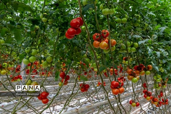 بازدید از مجتمع‌های گلخانه‌ای ارس تارلا امیر و امین تارلا شهرستان جلفا