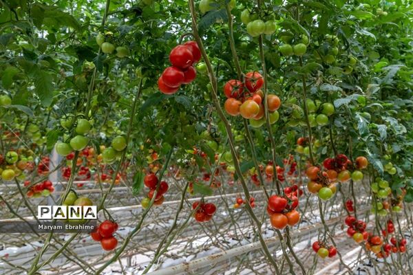 بازدید از مجتمع‌های گلخانه‌ای ارس تارلا امیر و امین تارلا شهرستان جلفا