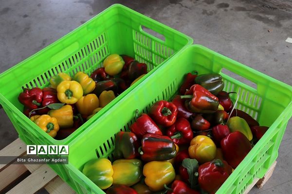 بازدید از مجتمع‌های گلخانه‌ای ارس تارلا امیر و امین تارلا شهرستان جلفا