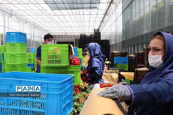 بازدید از مجتمع‌های گلخانه‌ای ارس تارلا امیر و امین تارلا شهرستان جلفا