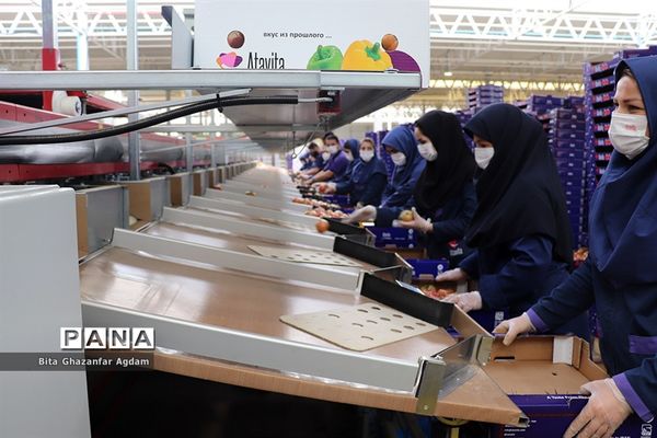 بازدید از مجتمع‌های گلخانه‌ای ارس تارلا امیر و امین تارلا شهرستان جلفا