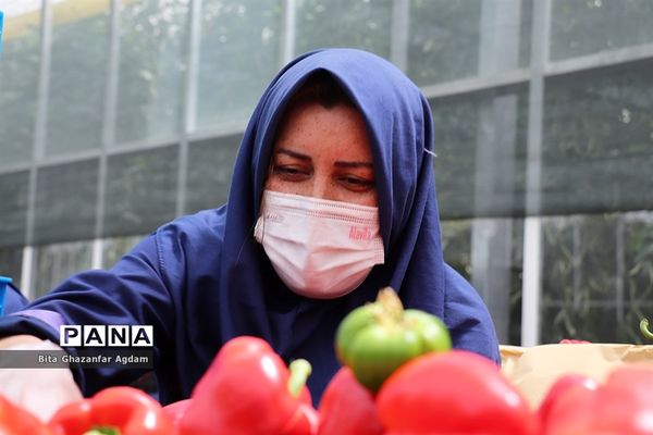 بازدید از مجتمع‌های گلخانه‌ای ارس تارلا امیر و امین تارلا شهرستان جلفا