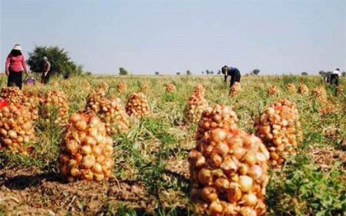 سه برابر میزان مورد نیاز در جنوب کرمان پیاز کشت شده است