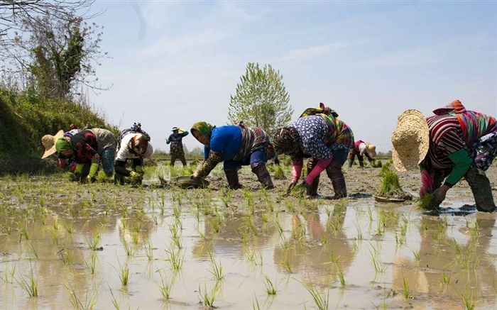 زنبورها برای مقابله با آفت شالیزار به کمک کشاورزان آستانه می‌آیند