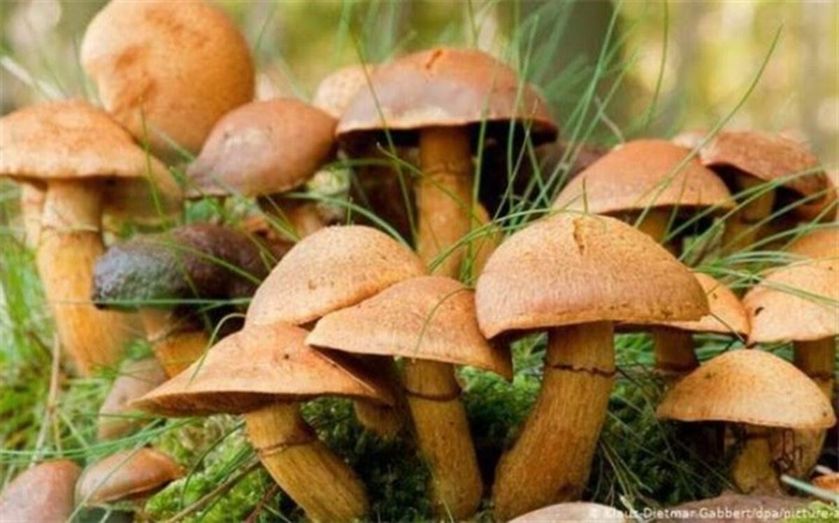 قارچ بخورید تا سرطان نگیرید