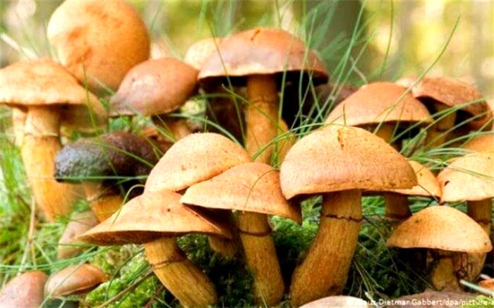 قارچ بخورید تا سرطان نگیرید