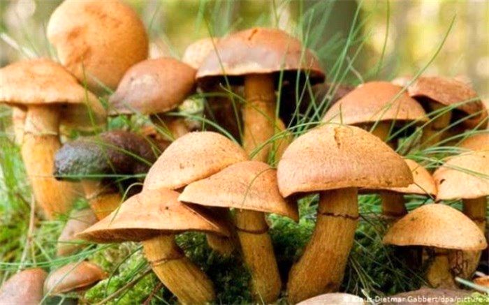 قارچ بخورید تا سرطان نگیرید