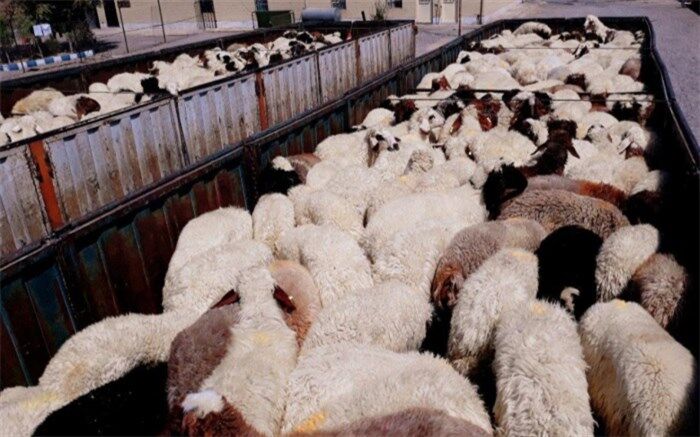 ترخیص گوسفندان پرحاشیه با وساطت وزیر