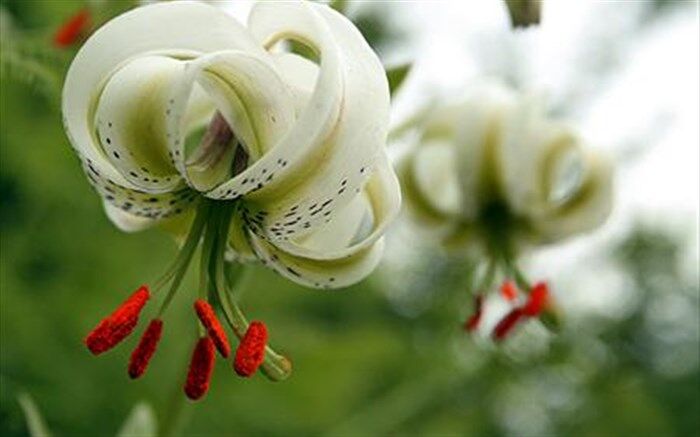 ثبت و شناسایی رویشگاه جدید سوسن چلچراغ با نام علمی  lilium ledebourii در گیلان