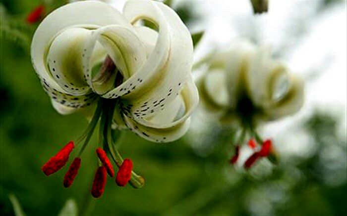 ثبت و شناسایی رویشگاه جدید سوسن چلچراغ با نام علمی  lilium ledebourii در گیلان