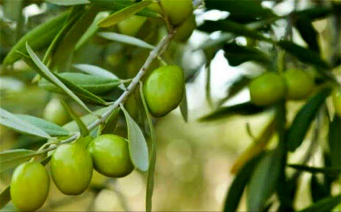 چه چیزی زیتون‌ را متفاوت می‌کند؟