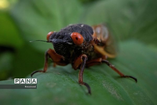 خارج شدن چند تریلیون «سیکادا»  پس از 17 سال از زیر زمین