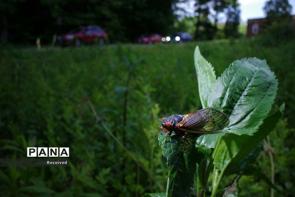 خارج شدن چند تریلیون «سیکادا»  پس از 17 سال از زیر زمین