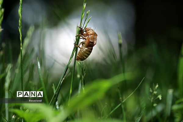 خارج شدن چند تریلیون «سیکادا»  پس از 17 سال از زیر زمین