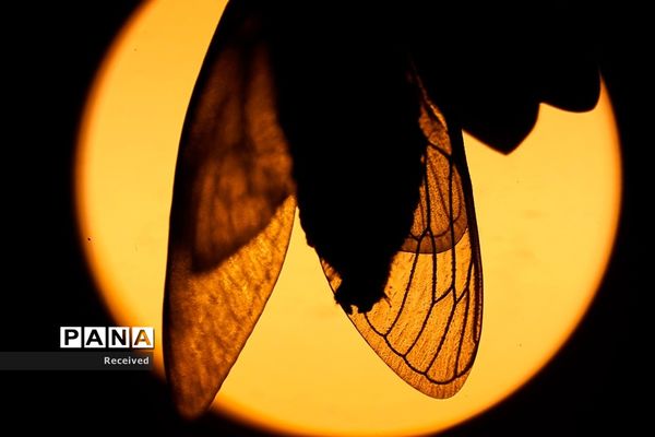 خارج شدن چند تریلیون «سیکادا»  پس از 17 سال از زیر زمین