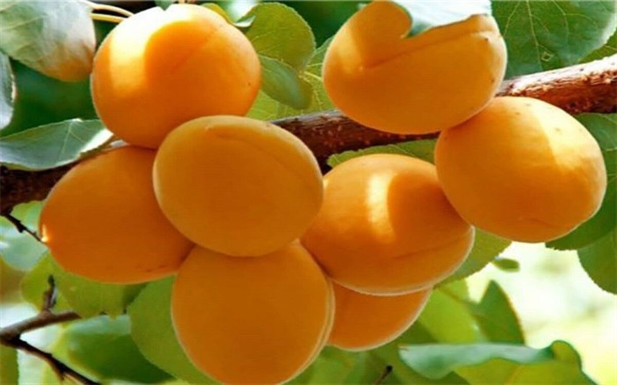 هسته زردآلو مفید است؟