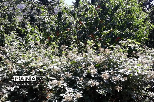 روستای تفریحی گردشگری شیت