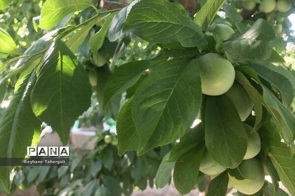 میوه‌های حاصل از شکوفه‌های درختان