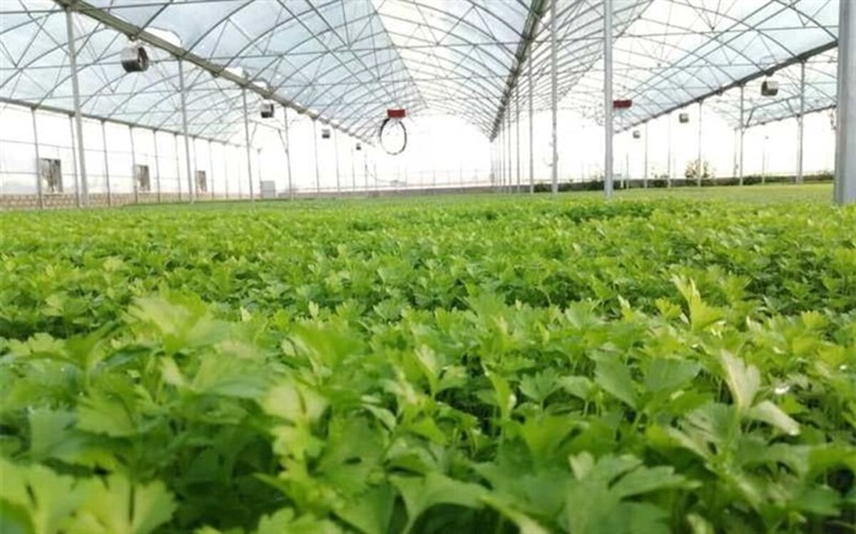 فاز یک گلخانه صنعتی تولید نشای سبزی و صیفی در نیشابور افتتاح شد