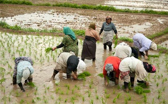 راه‌اندازی ۲۵۰ «روستا بازار» تا پایان امسال