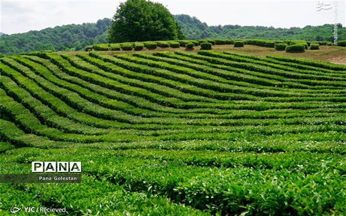 مبارزه با علف ها هرز در سطح ۴ میلیون هکتار از مزارع کشور