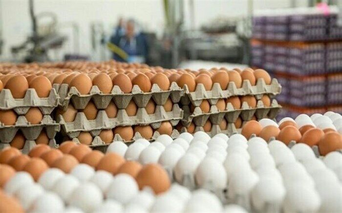 صادرات مدبرانه تخم‌مرغ