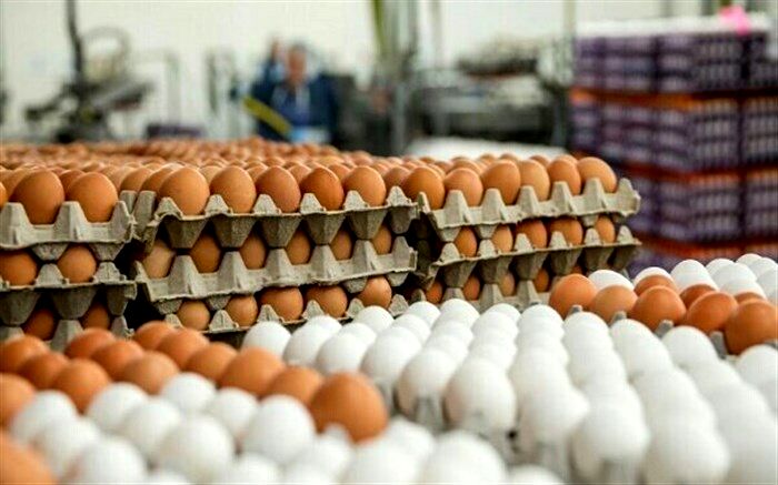 صادرات مدبرانه تخم‌مرغ