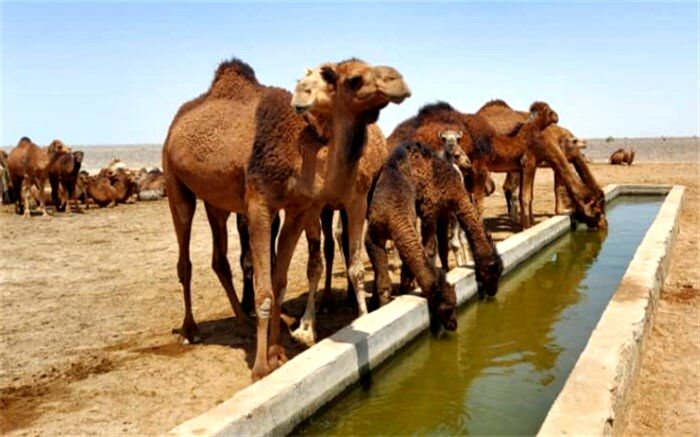 محموله شترهای قطری ترخیص شد