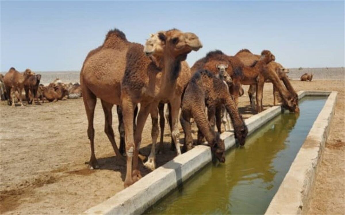 محموله شترهای قطری ترخیص شد