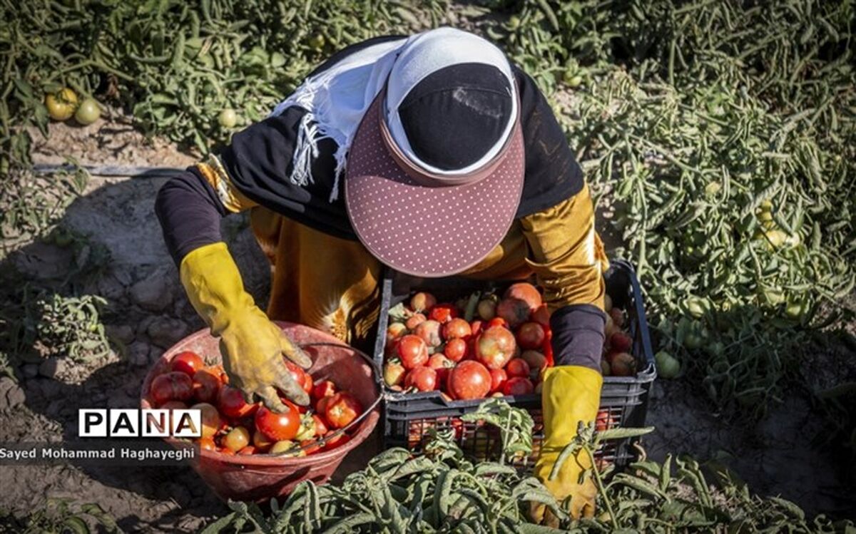 زنان کارآفرین برتر با آرای مردمی انتخاب می‌شوند